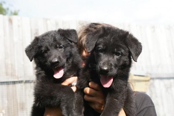 Colors of the German Shepherd: photo with description