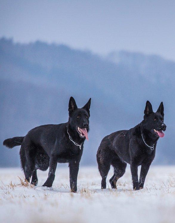 Colors of the German Shepherd: photo with description