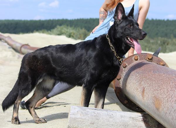 Colors of the German Shepherd: photo with description