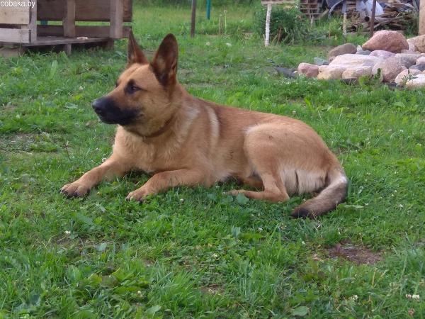 Colors of the German Shepherd: photo with description