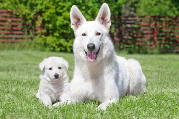 Colors of the German Shepherd: photo with description