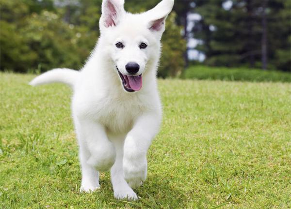 Colors of the German Shepherd: photo with description