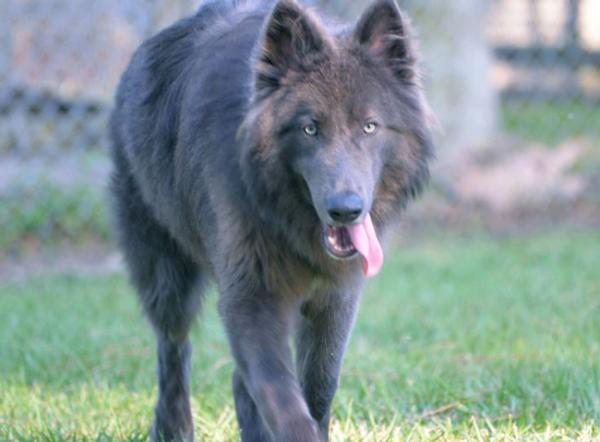 Colors of the German Shepherd: photo with description