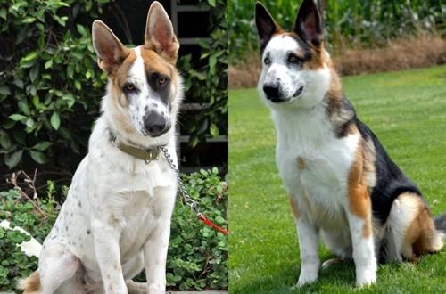 Colors of the German Shepherd: photo with description