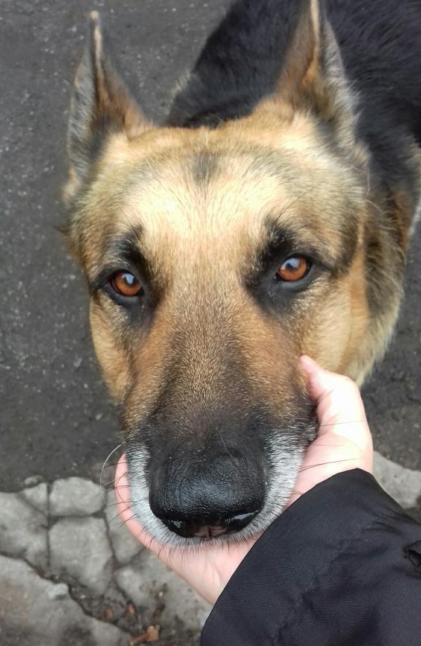 Colors of the German Shepherd: photo with description