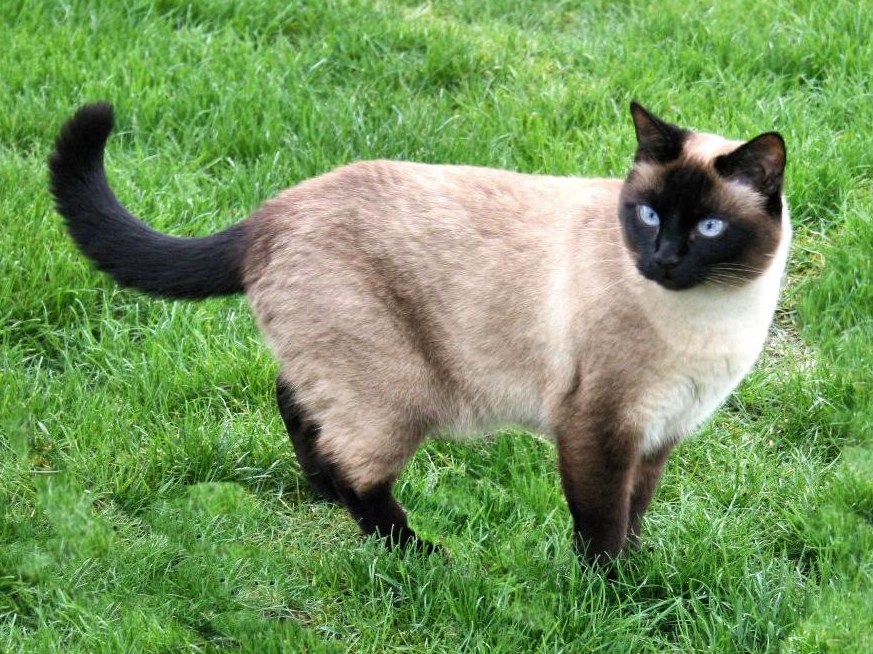 Siamese cats