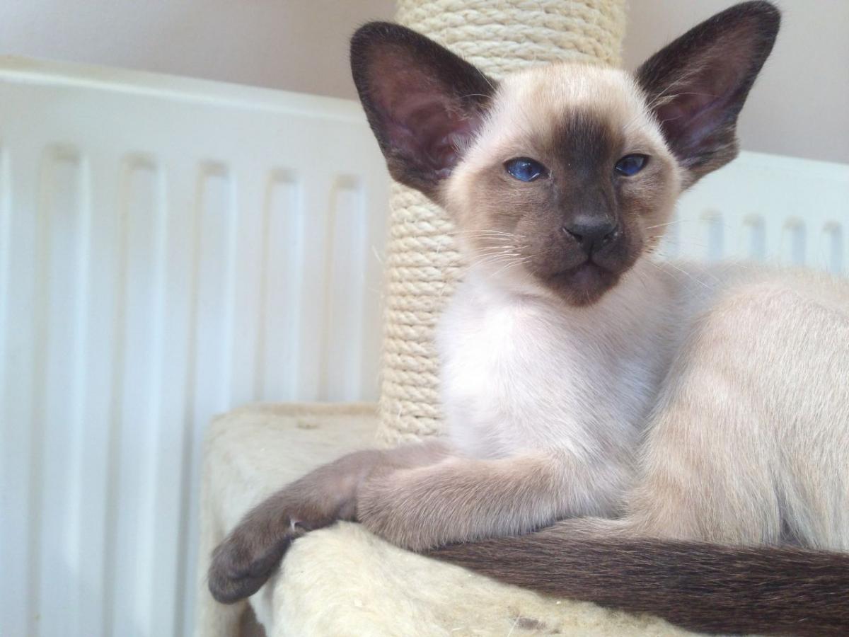 Siamese cats