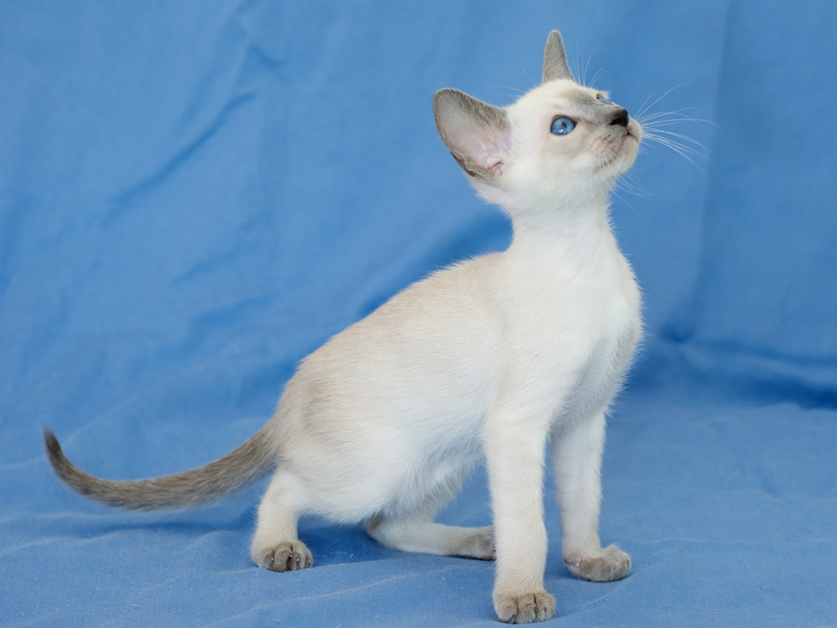 Siamese cats