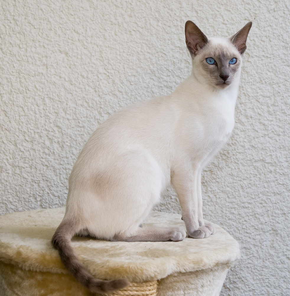 Siamese cats