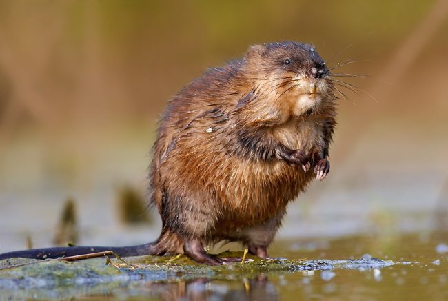 Muskrat