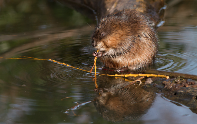 Muskrat