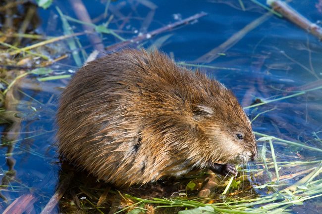 Muskrat