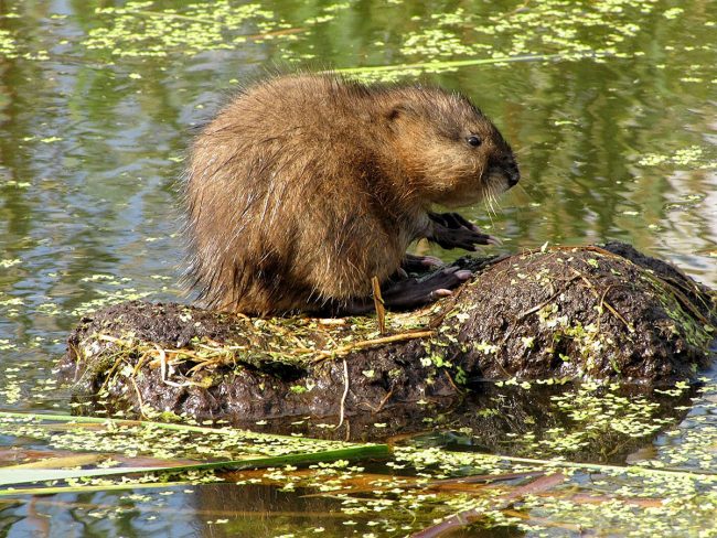 Muskrat