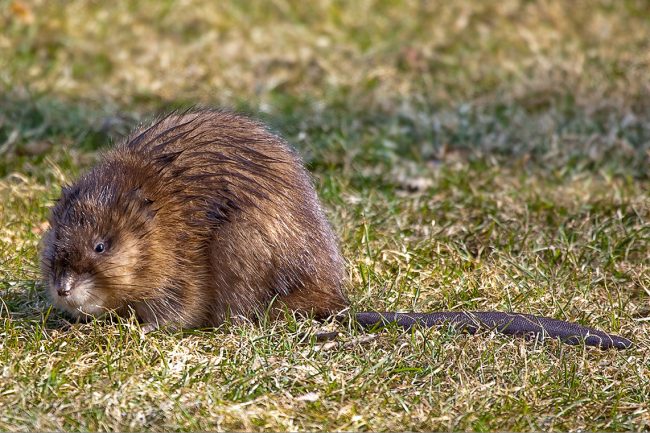 Muskrat