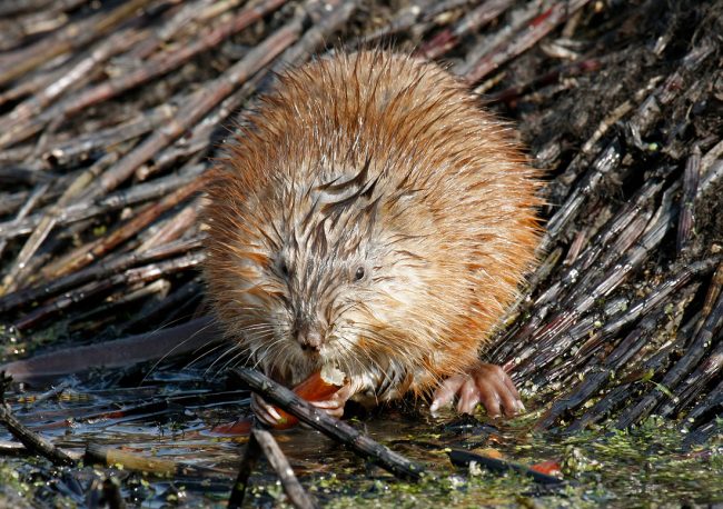 Muskrat