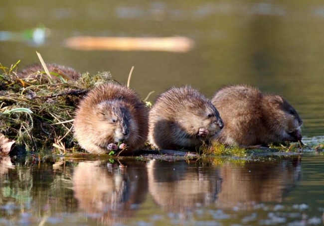 Muskrat