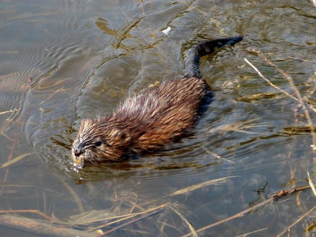 Muskrat