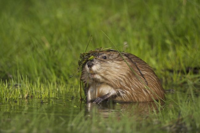 Muskrat