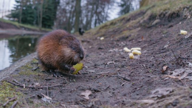 Muskrat