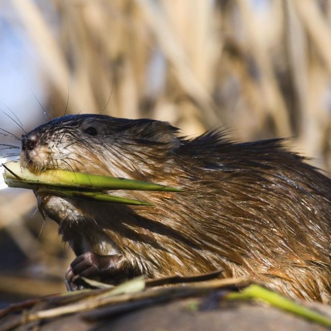 Muskrat