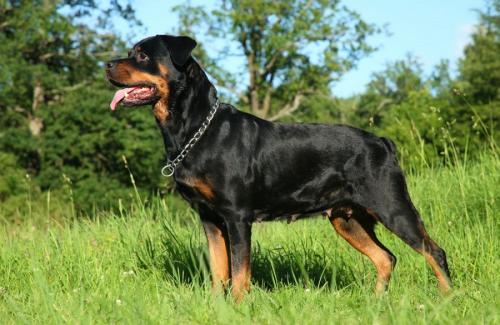 Is the rottweiler dangerous?