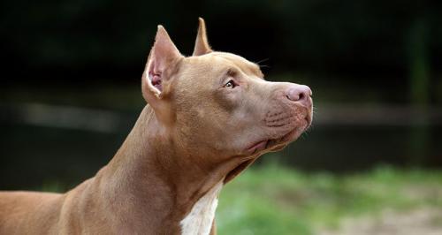 Are pit bulls dangerous - myths about the breed