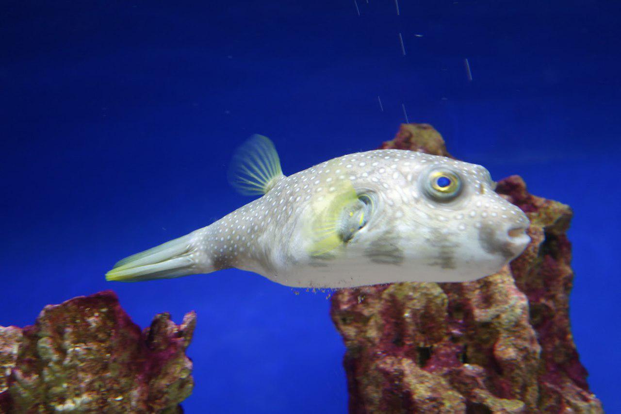 Puffer fish in water