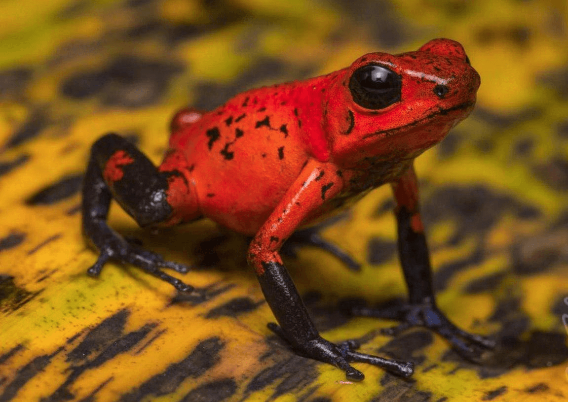 Red frog frog