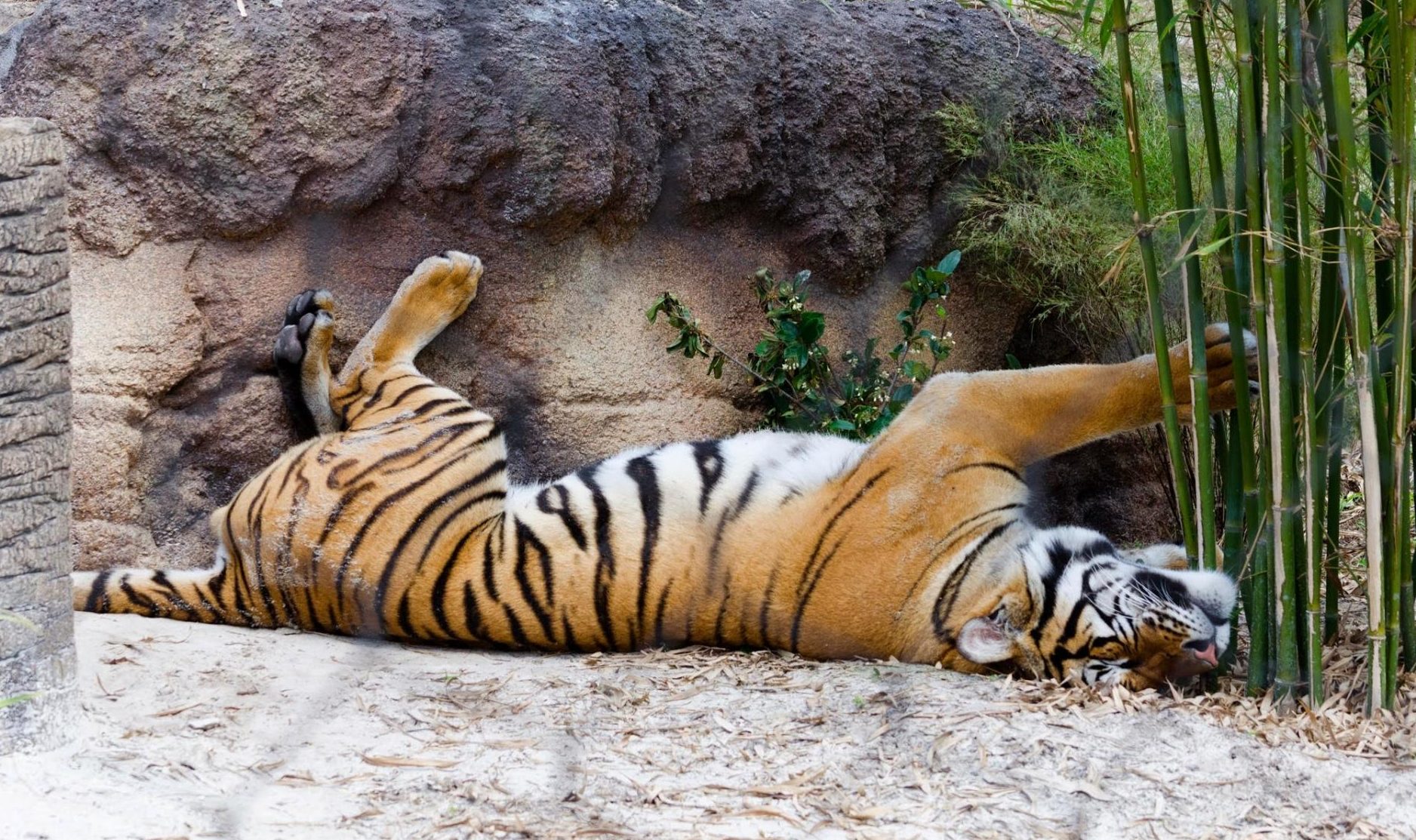Tiger at the zoo
