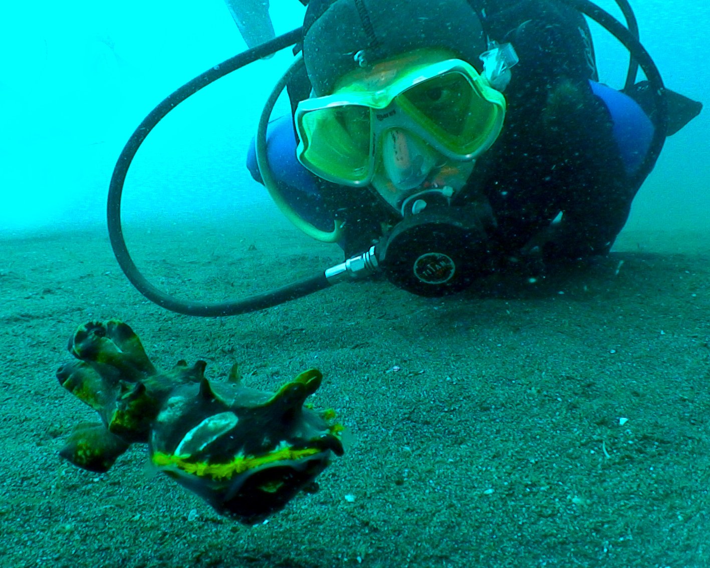 Karakatitsa-Metasepia-pfefferi and the diver