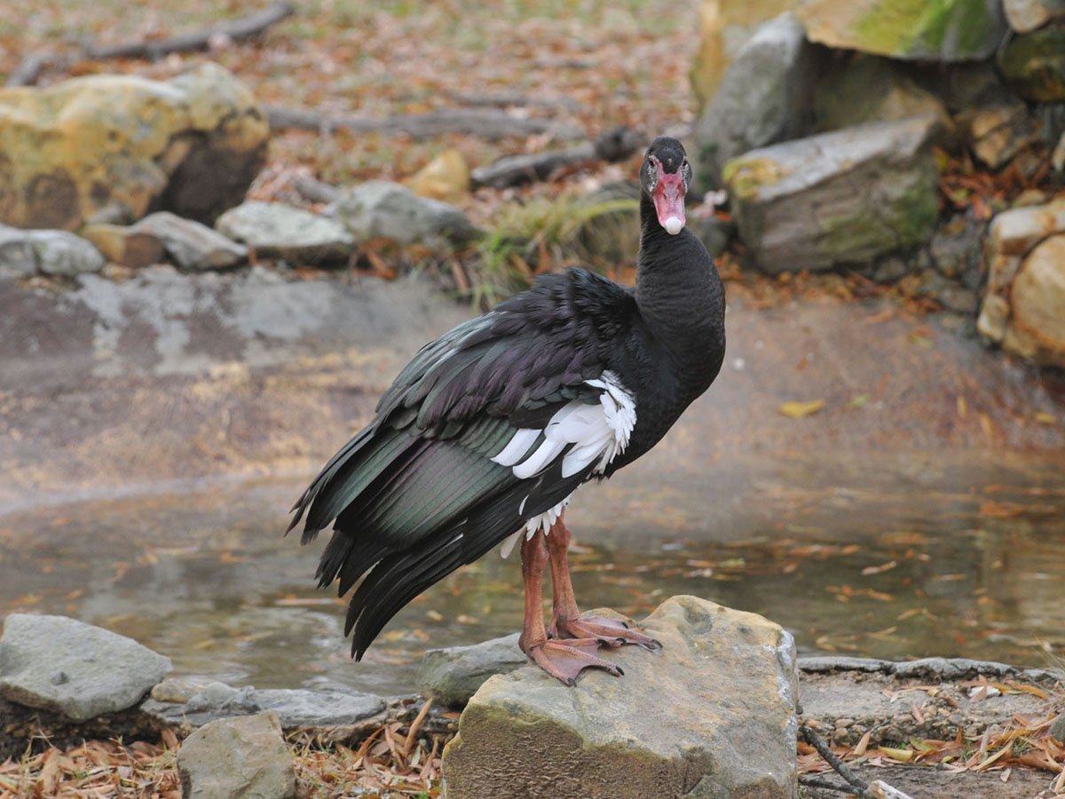 Spur goose
