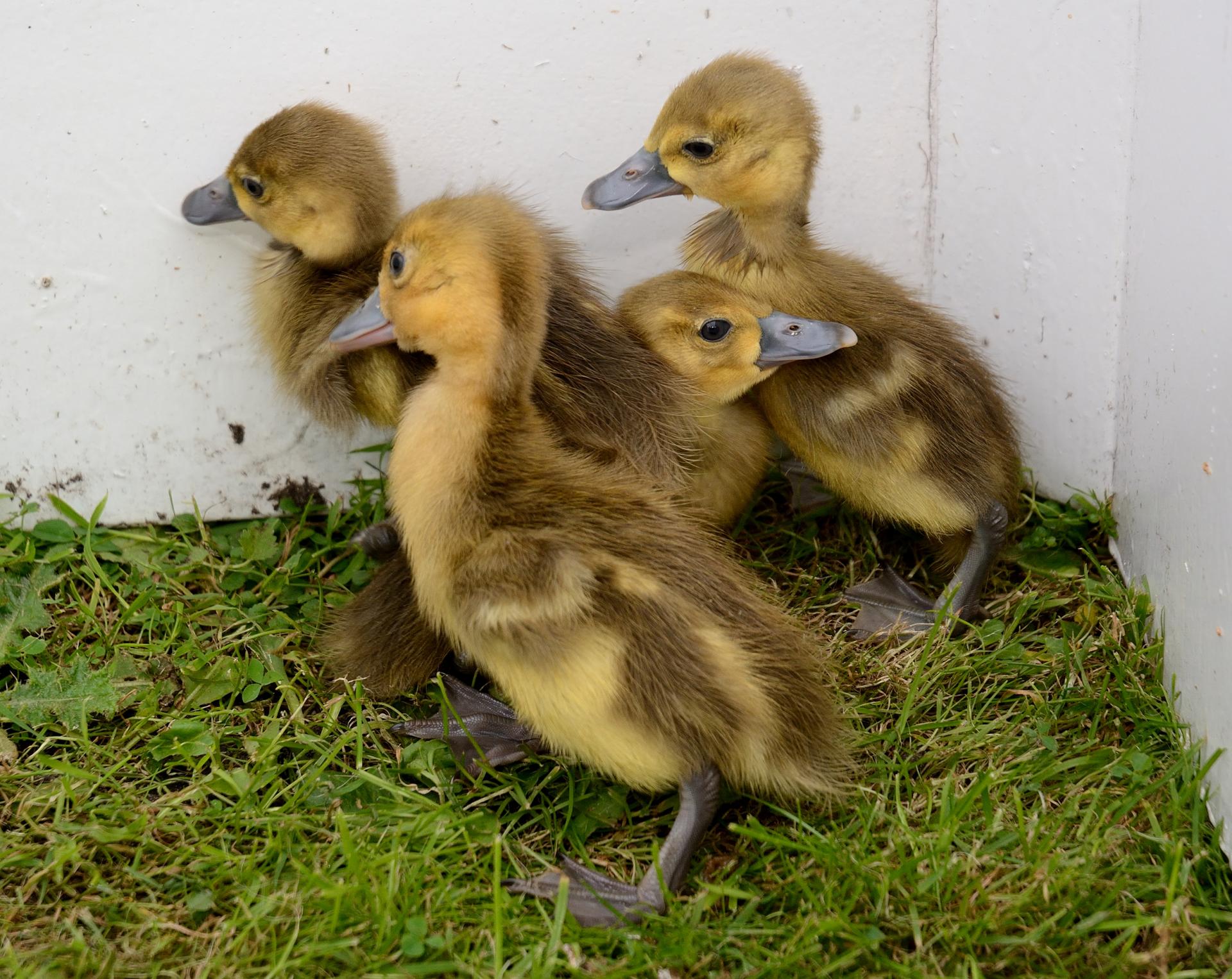 Spurge goose chicks