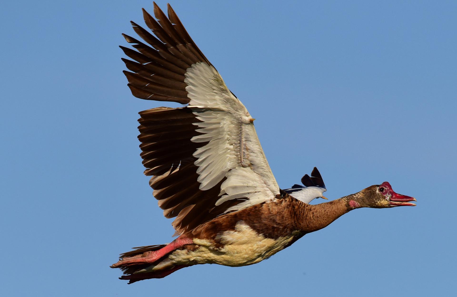Spurs on the wings of a goose