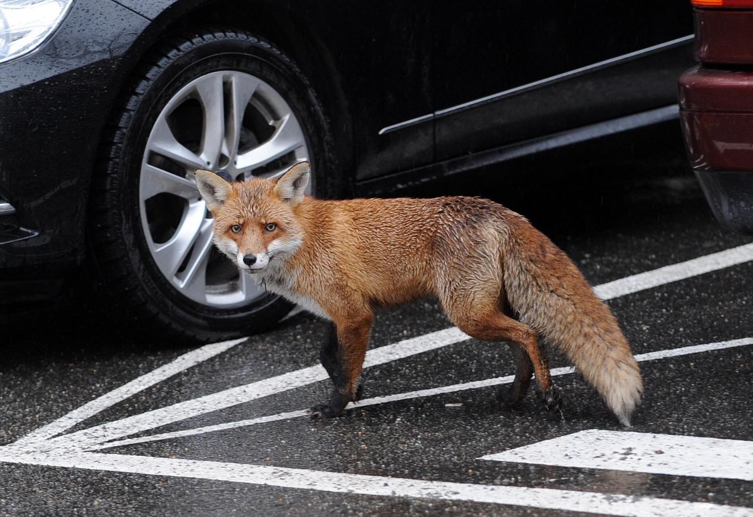 The fox went out to the people