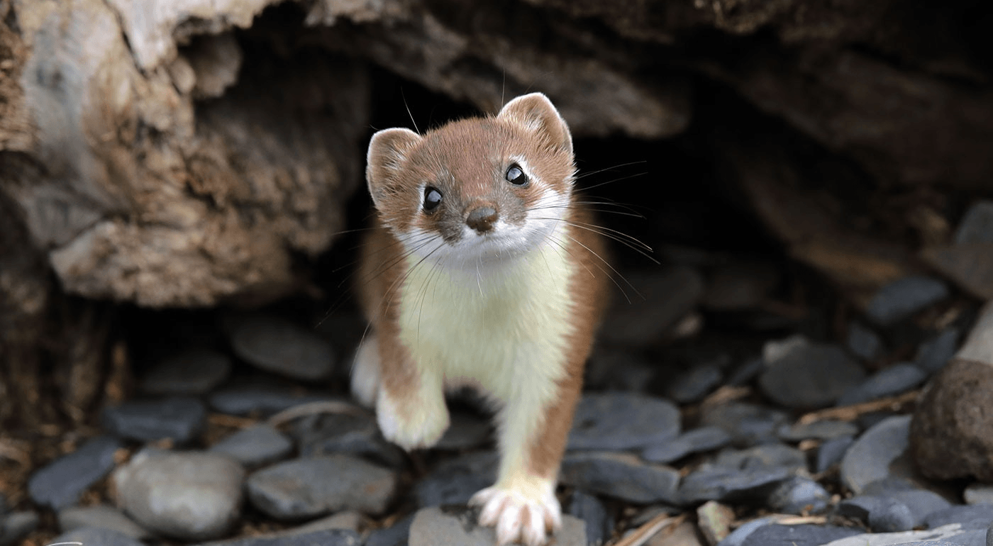 Weasel
