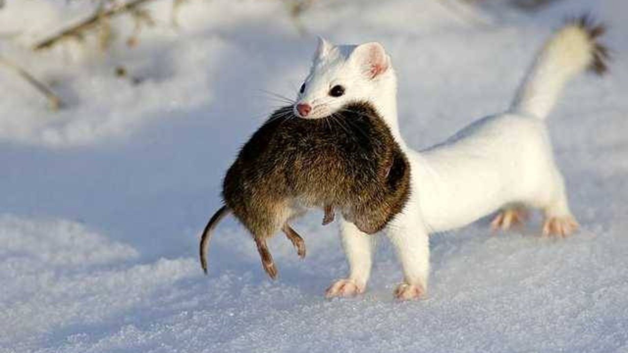 Weasel with prey