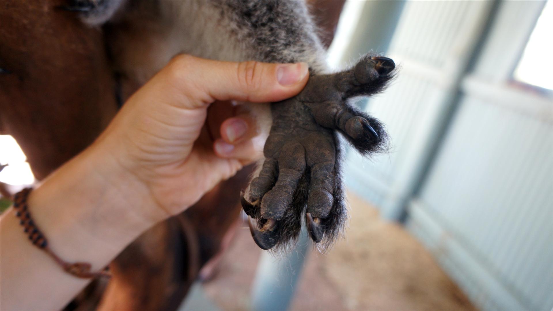 Paw of a koala