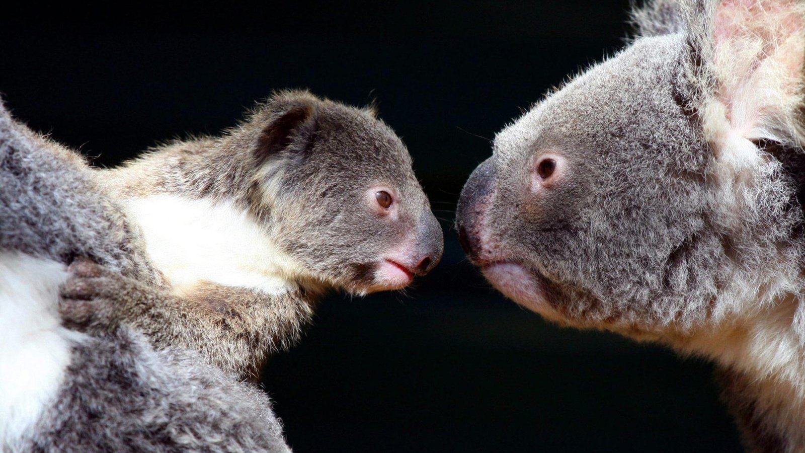 The koala and the cub sniff each other