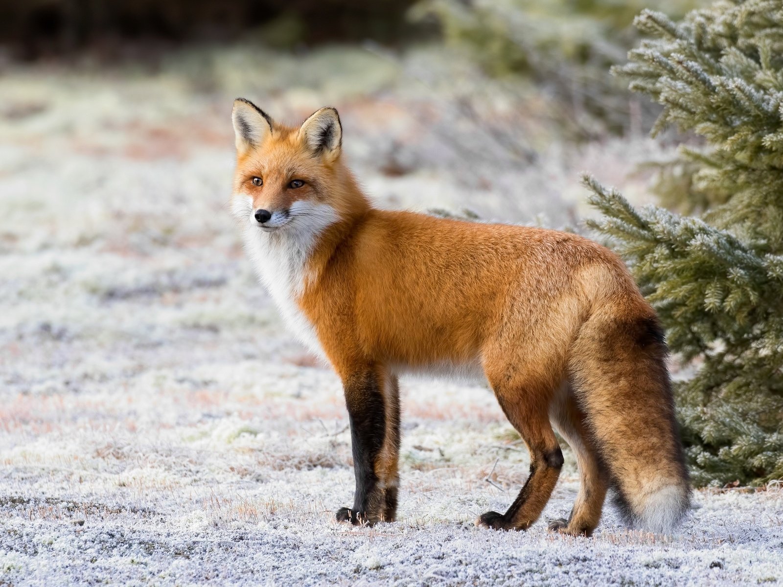 Red fox