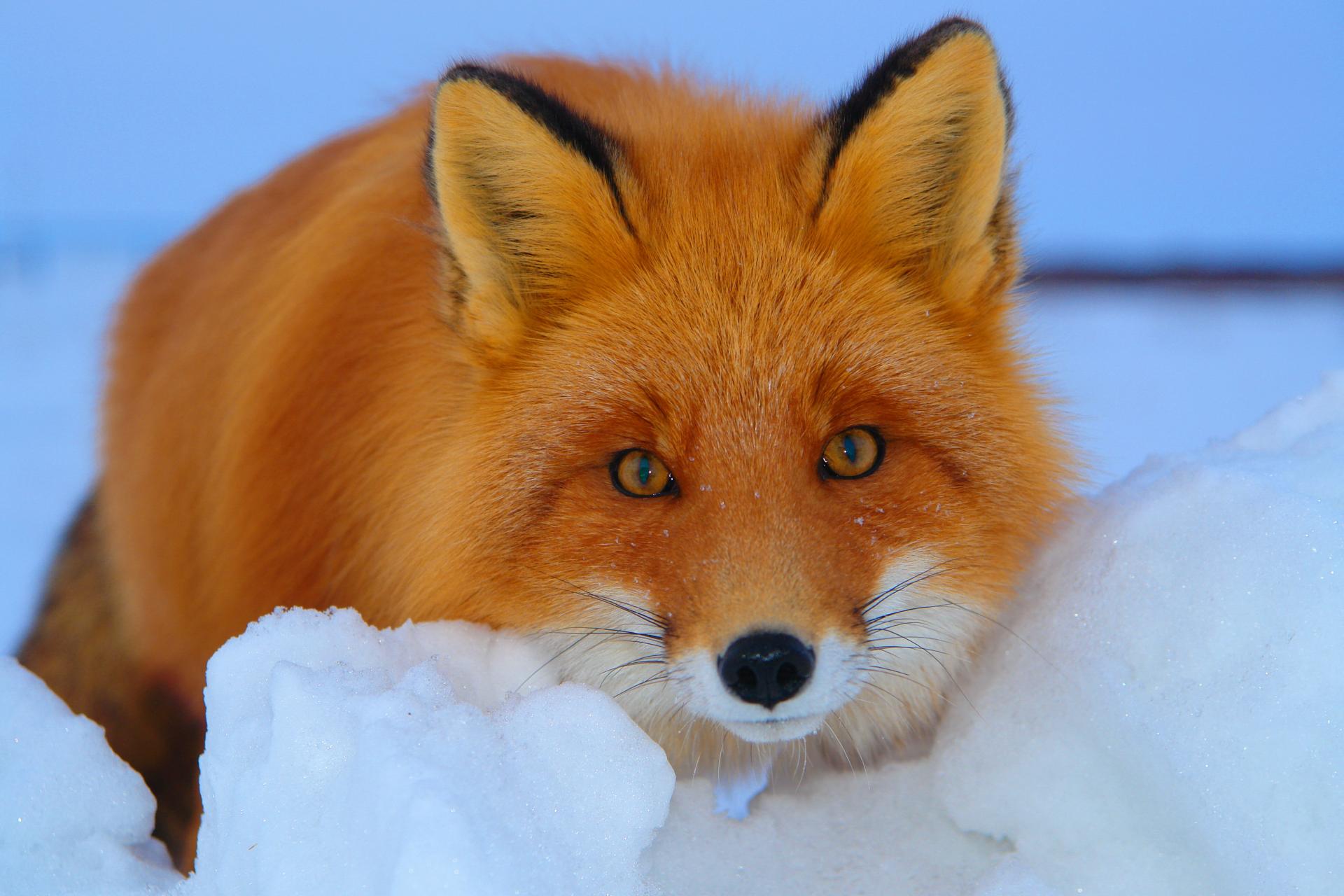A fox