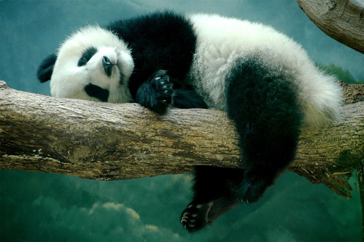 Panda sleeps on a branch