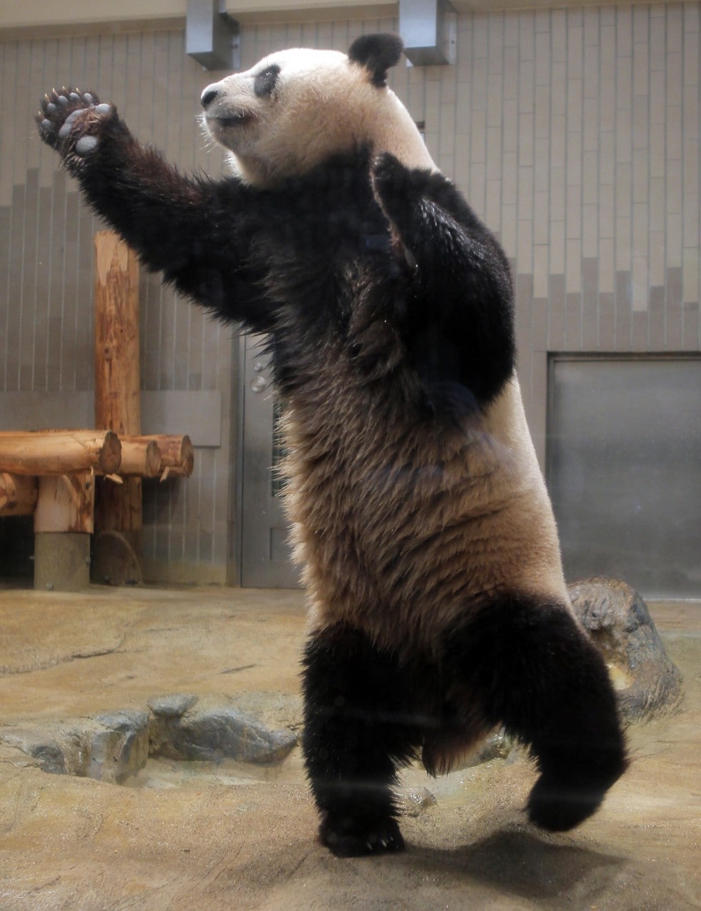 Panda stands on its hind legs