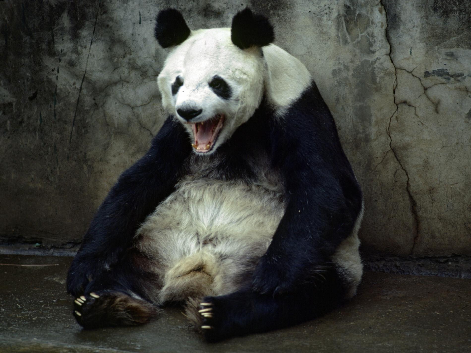 Panda is resting