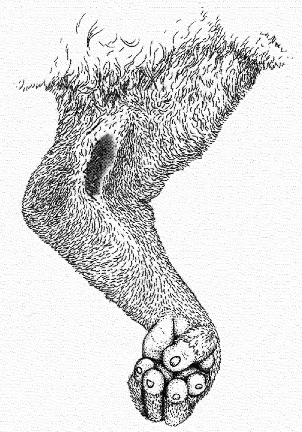 The brachial gland