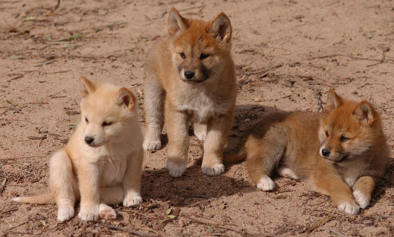 Dingo Puppies