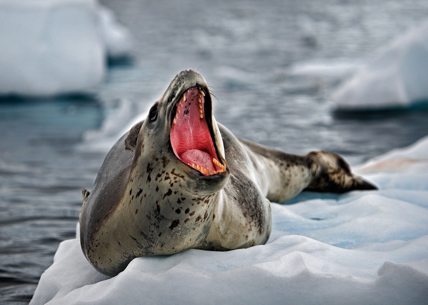 Sea Leopard's Teeth