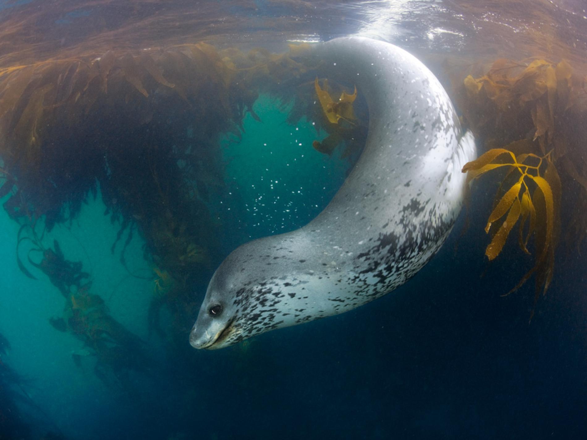 Sea Leopard in the Water