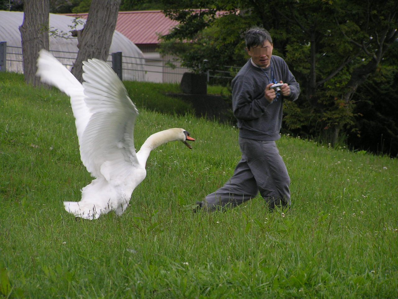 Swan attack on man