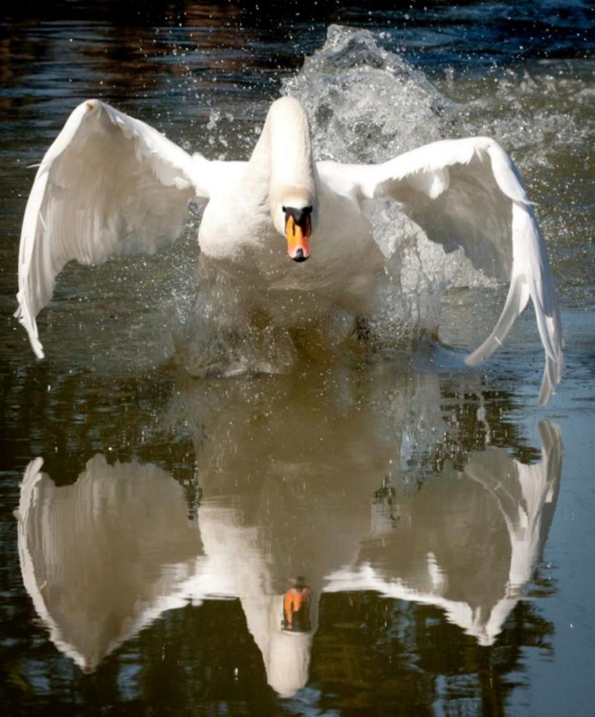 Mute swan attacks