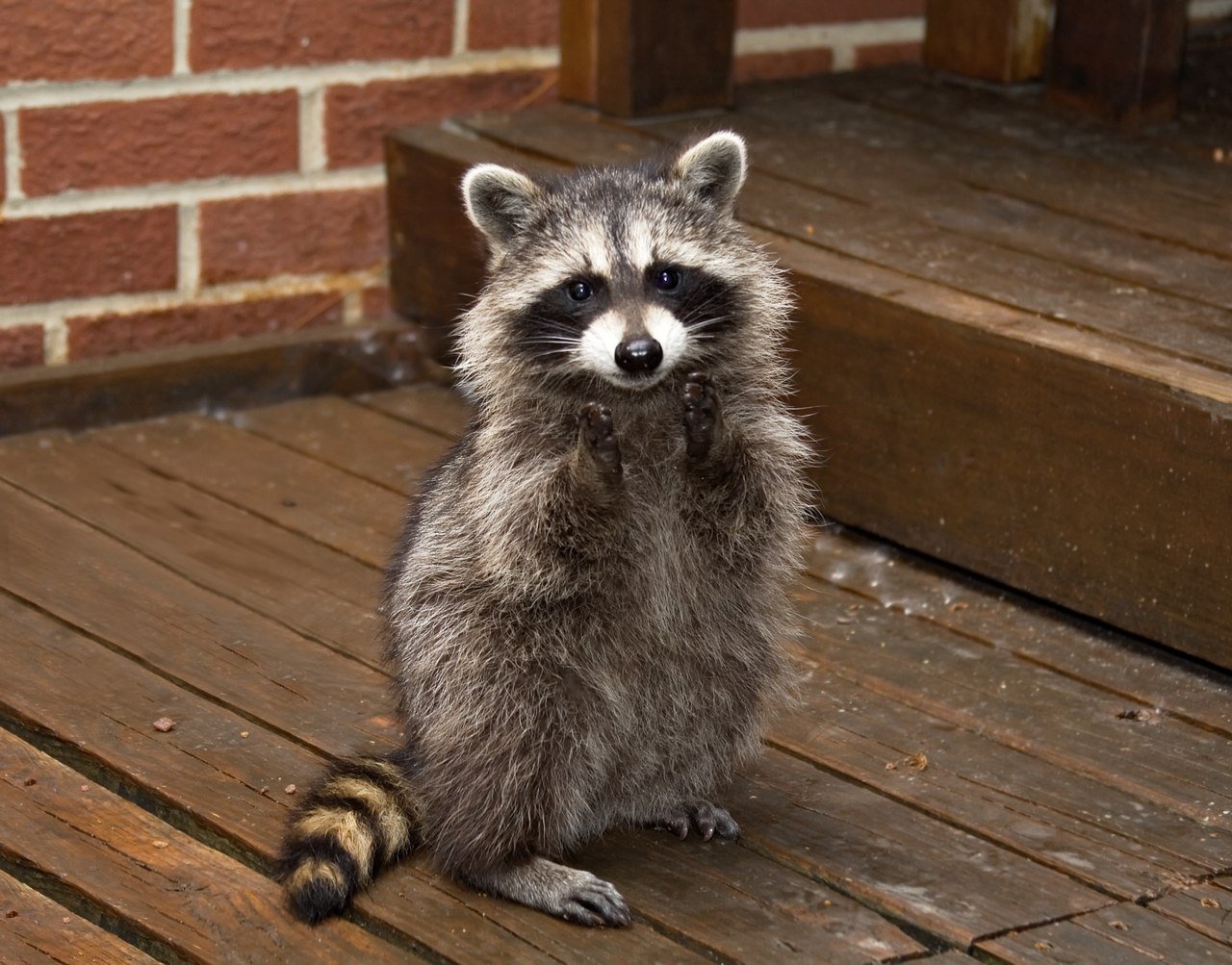 raccoon
